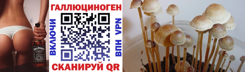 сайты даркнета какой сайт  Мещовск  Псилоцибиновые грибы мицелий  blacksprut как войти 